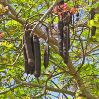 Cassia Grandis, Pink Shower Tree – Plant
