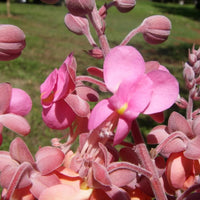 Cassia Grandis, Pink Shower Tree – Plant