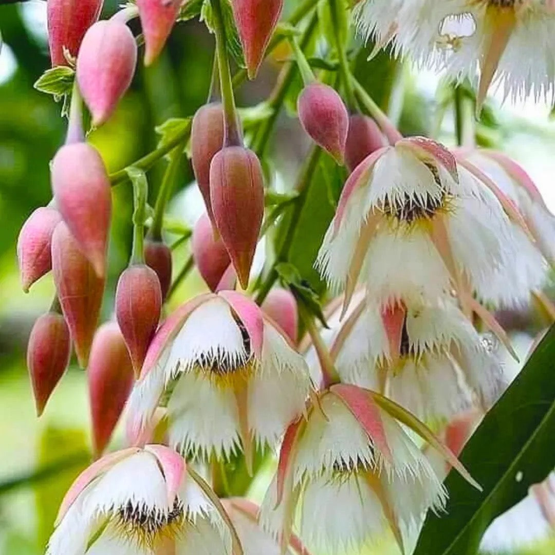 Fairy Petticoats, Elaeocarpus grandiflorus- plant
