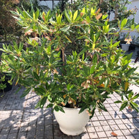 Fairy Petticoats, Elaeocarpus grandiflorus- plant