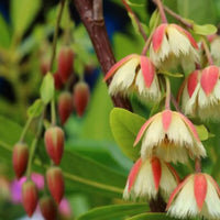 Fairy Petticoats, Elaeocarpus grandiflorus- plant