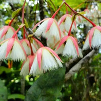 Fairy Petticoats, Elaeocarpus grandiflorus- plant