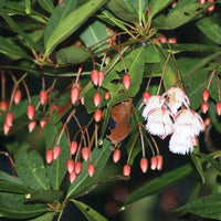 Fairy Petticoats, Elaeocarpus grandiflorus- plant