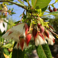 Fairy Petticoats, Elaeocarpus grandiflorus- plant