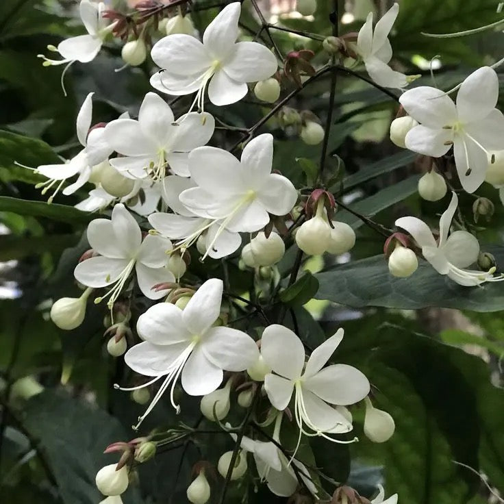 Chains of Glory ,Clerodendrum Smithianum – Plant