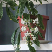 Chains of Glory ,Clerodendrum Smithianum – Plant