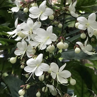 Chains of Glory ,Clerodendrum Smithianum – Plant