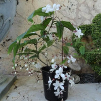 Chains of Glory ,Clerodendrum Smithianum – Plant