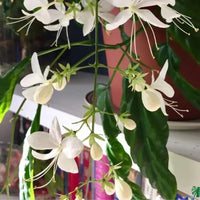 Chains of Glory ,Clerodendrum Smithianum – Plant