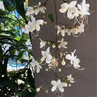 Chains of Glory ,Clerodendrum Smithianum – Plant