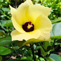 Hibiscus tiliaceus rubra – Plant