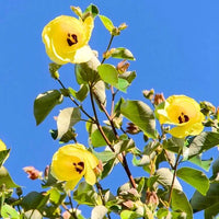 Hibiscus tiliaceus rubra – Plant