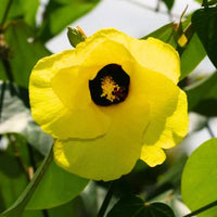 Hibiscus tiliaceus rubra – Plant