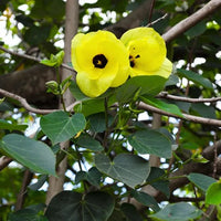 Hibiscus tiliaceus rubra – Plant