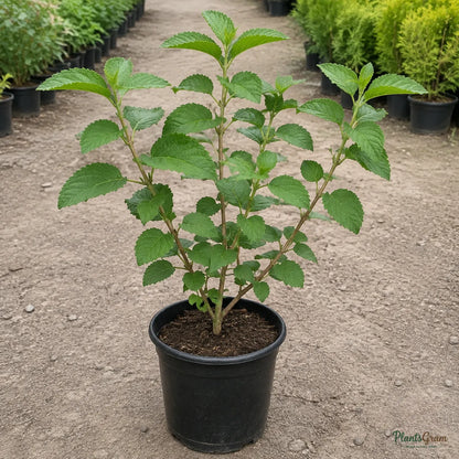 Lantana (White) - Lantana camara