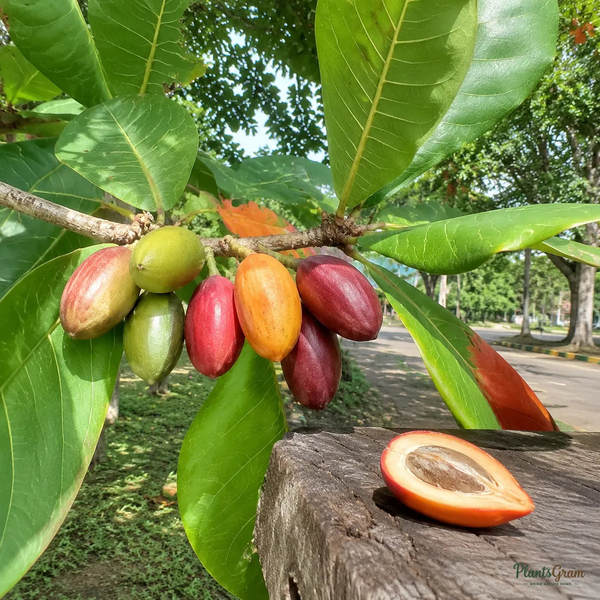 Indian Almond (Terminalia catappa) - Avenue Tree