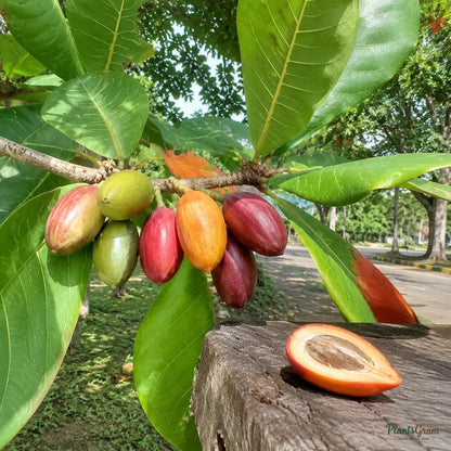 Indian Almond (Terminalia catappa) - Avenue Tree