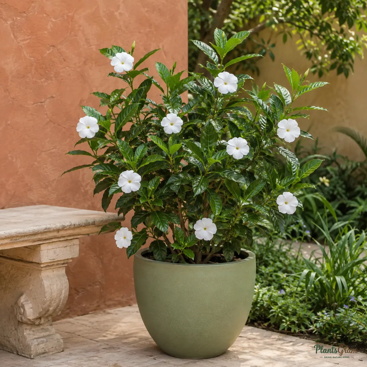 Tagar Wheel (Crape Jasmine) - Tabernaemontana divaricata