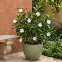 Tagar Wheel (Crape Jasmine) - Tabernaemontana divaricata