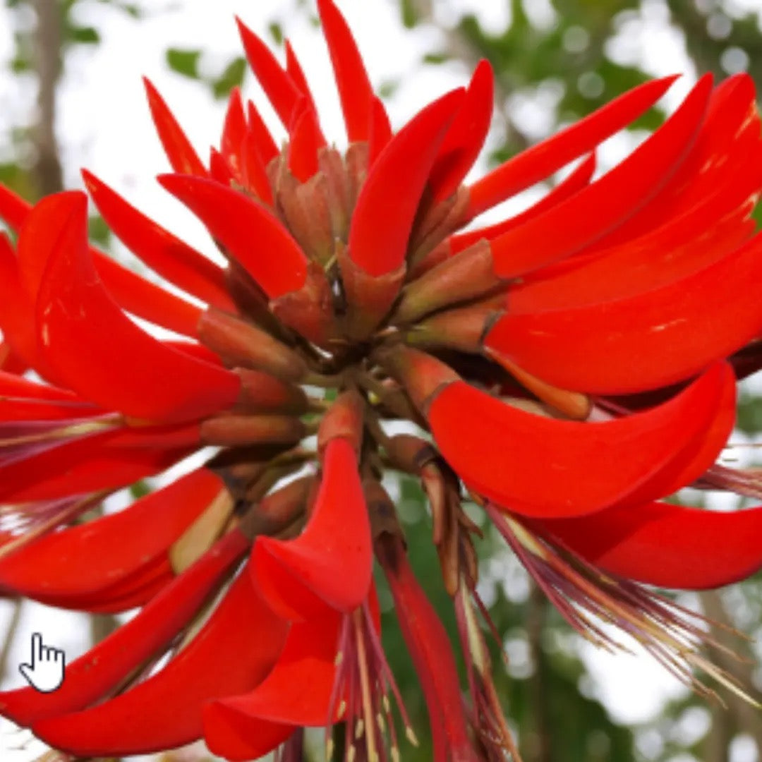 Erythrina Variegata, Tiger Claw ,Indian Coral – Tree