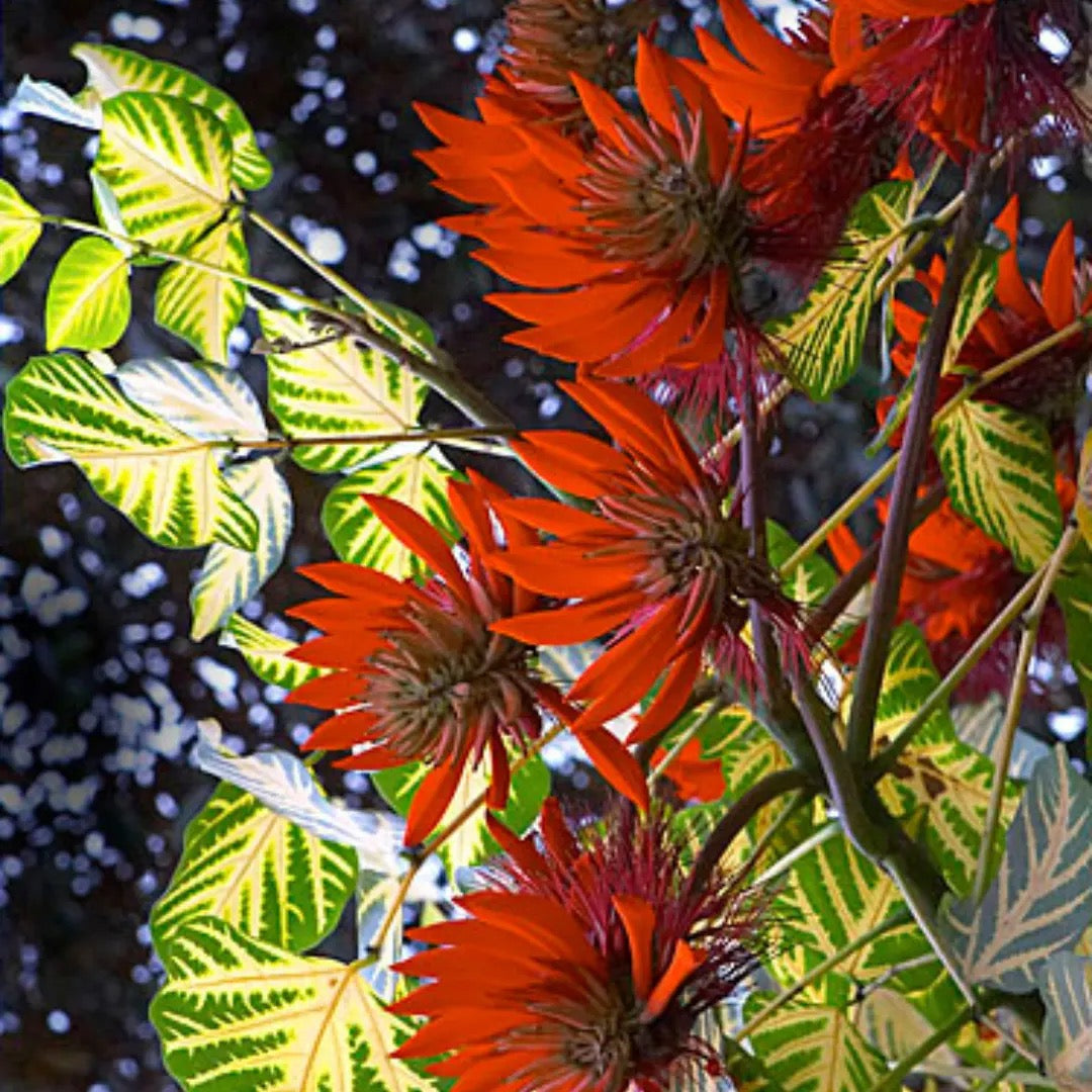 Erythrina Variegata, Tiger Claw ,Indian Coral – Tree