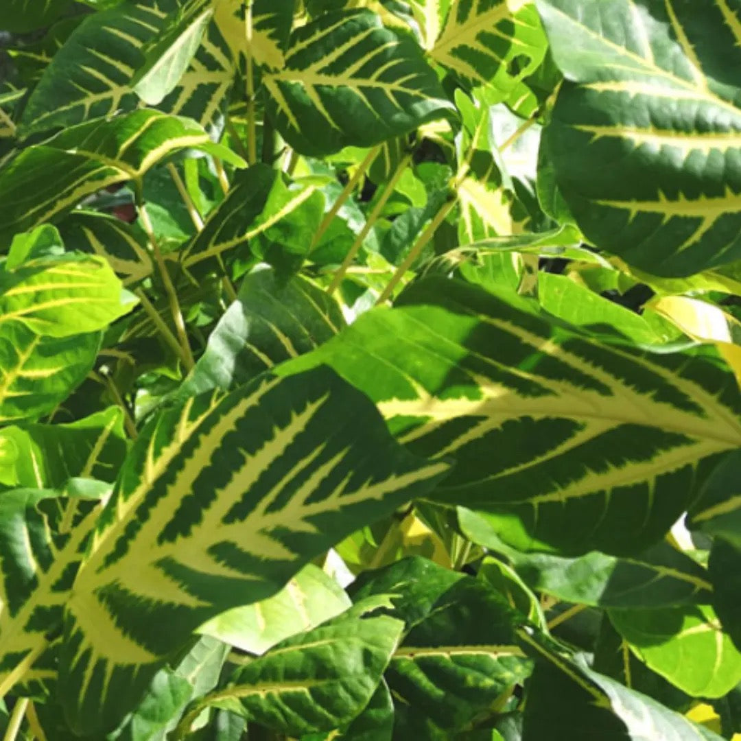 Erythrina Variegata, Tiger Claw ,Indian Coral – Tree