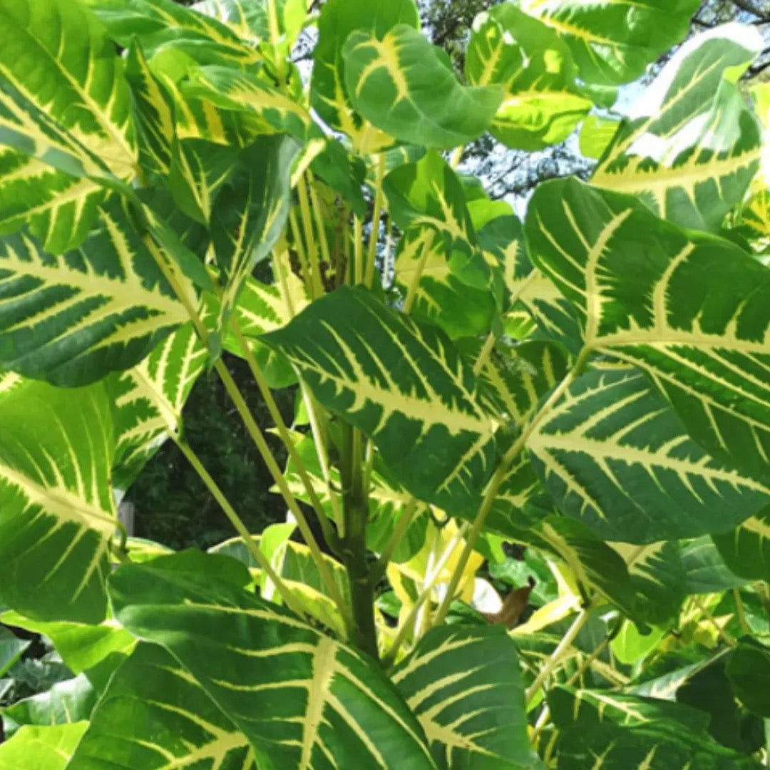 Erythrina Variegata, Tiger Claw ,Indian Coral – Tree