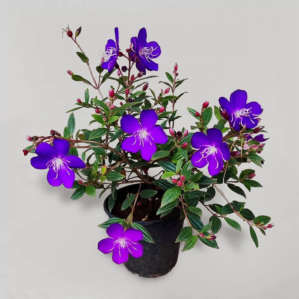 Begum Bahar/ Tibouchina Semidecandra Plant