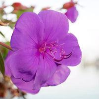 Begum Bahar/ Tibouchina Semidecandra Plant