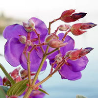 Begum Bahar/ Tibouchina Semidecandra Plant
