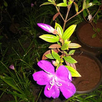Begum Bahar/ Tibouchina Semidecandra Plant