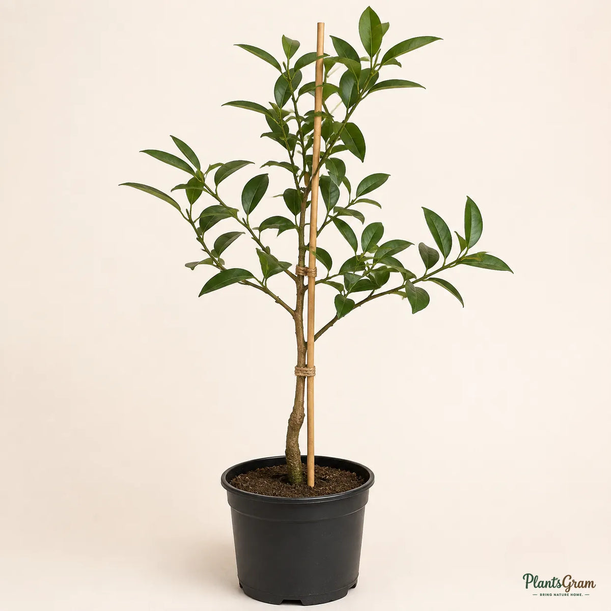 Sweet Lemon / Kumquat (Grafted)