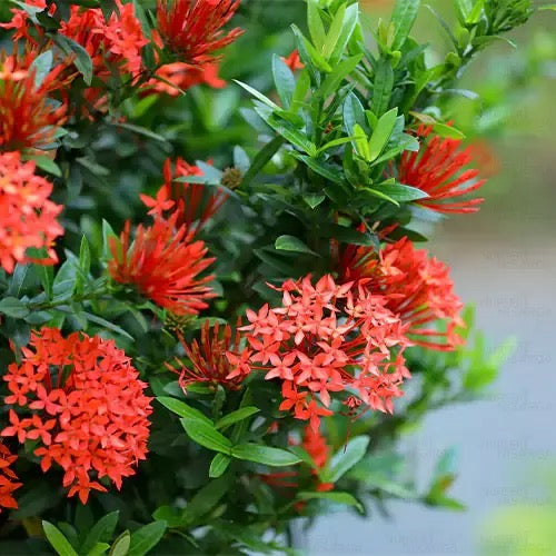 Dwarf Ixora Plant | Ixora Coccinea – Plants