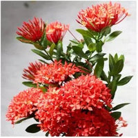 Dwarf Ixora Plant | Ixora Coccinea – Plants