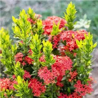 Dwarf Ixora Plant | Ixora Coccinea – Plants