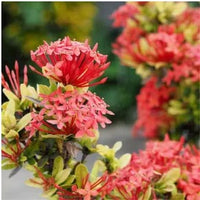 Dwarf Ixora Plant | Ixora Coccinea – Plants