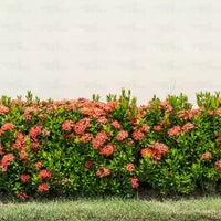 Dwarf Ixora Plant | Ixora Coccinea – Plants