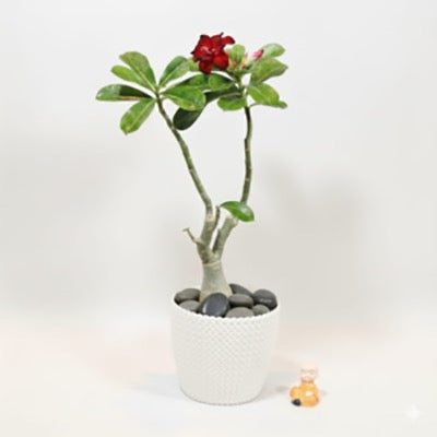 Adenium obesum | Desert Rose – Plants