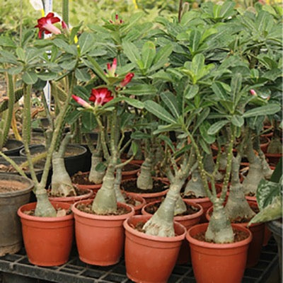 Adenium obesum | Desert Rose – Plants