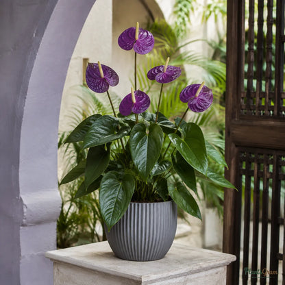 Anthurium (Violet) - Anthurium andreanum