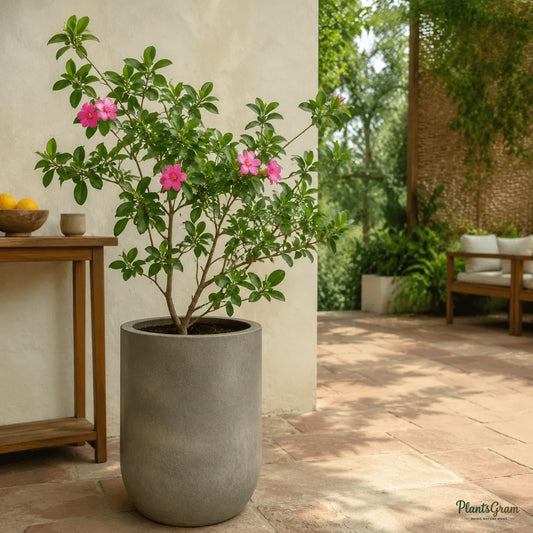 Ravenia Spectabilis (Pink) - Flowering Shrub