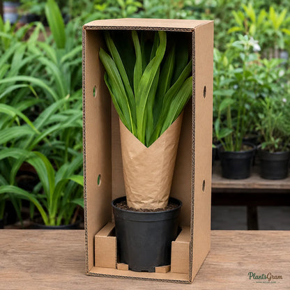 Milk and Wine Lily (Pink & White) - Crinum sp.