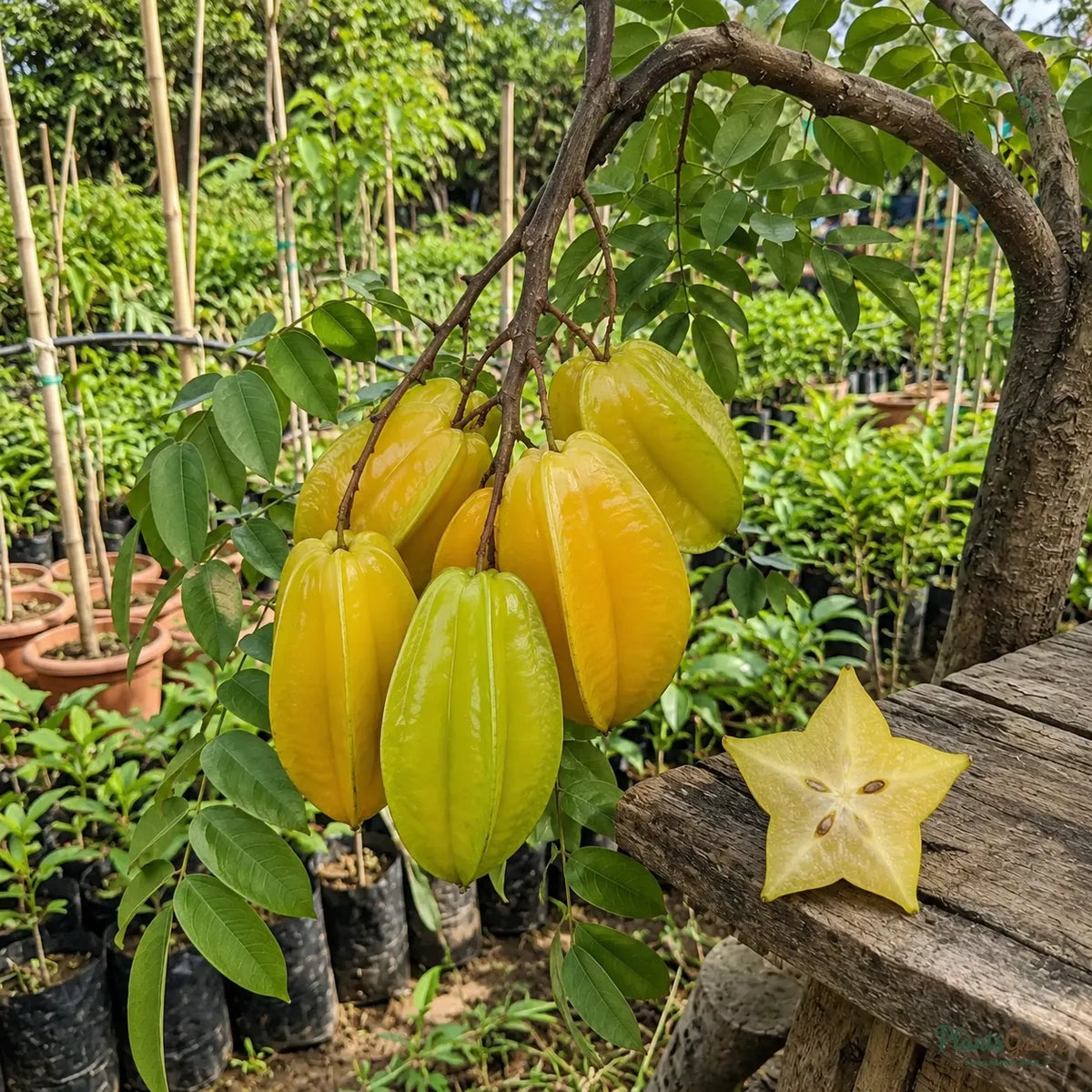 Star Fruit (Carambola, Grafted)