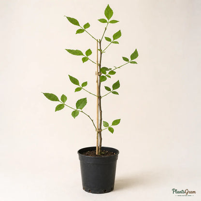 Bilva / Bael (Aegle marmelos) - Avenue Tree