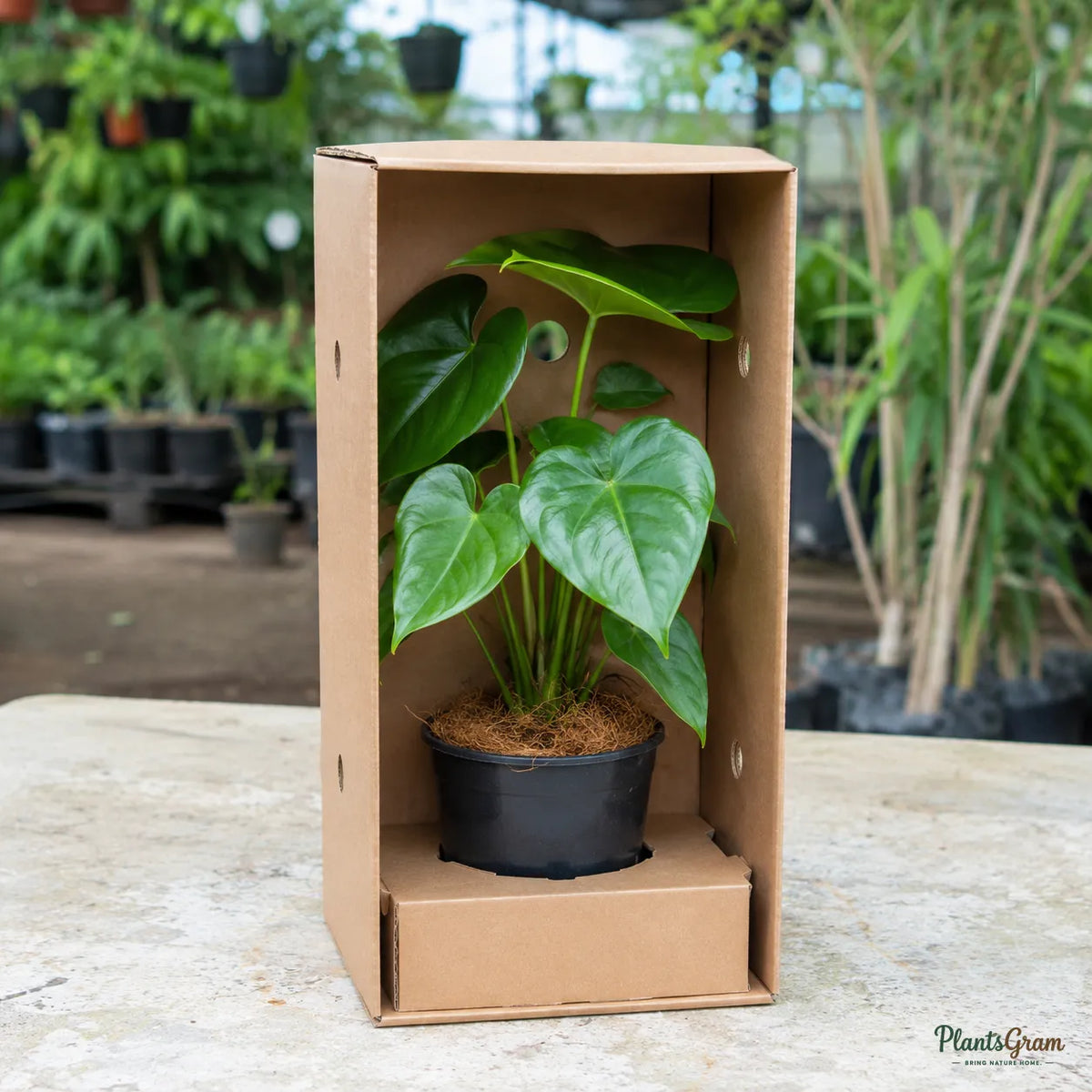 Anthurium (Pink) - Anthurium andreanum