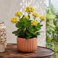 Kalanchoe (Yellow) - Kalanchoe Blossfeldiana