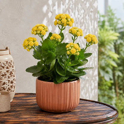 Kalanchoe (Yellow) - Kalanchoe Blossfeldiana