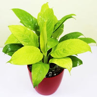 Peace Lily, Spathiphyllum (Golden) – Plant