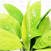 Peace Lily, Spathiphyllum (Golden) – Plant