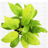 Peace Lily, Spathiphyllum (Golden) – Plant